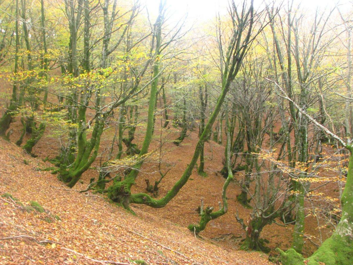 Albergue Olasenea Aterpea Zubieta Luaran gambar